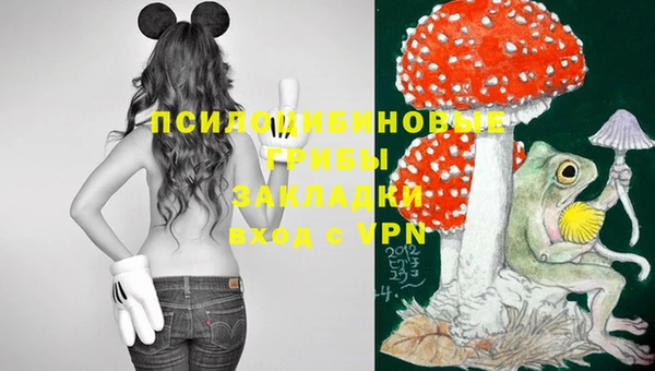 хмурый Аркадак