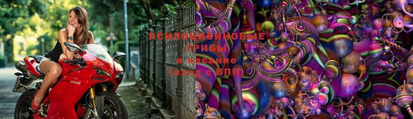 хмурый Аркадак